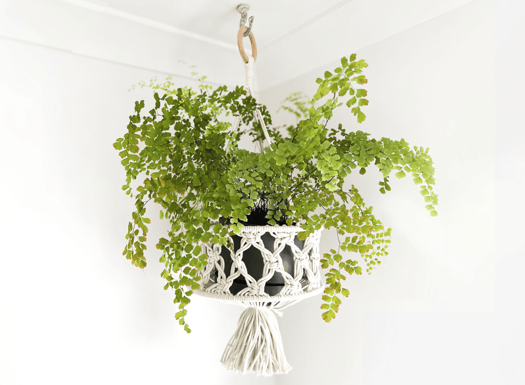 Macrame Plant Hanger 5